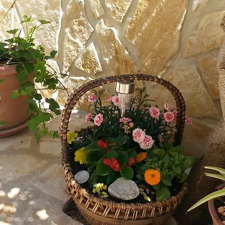 Feniks פג